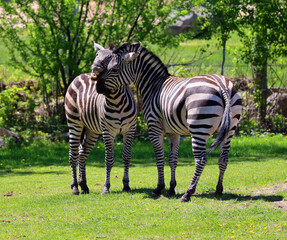Burchell's zebra is a southern subspecies of the plains zebra. It is named after the British explorer William John Burchell. Common names include bontequagga, Damara zebra and Zululand zebra 
