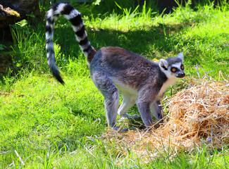 The ring-tailed lemur (Lemur catta) is a large strepsirrhine primate and the most recognized lemur due to its long, black and white ringed tail. 