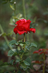 Red rose flower plant
