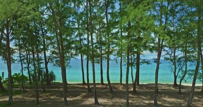 .Aerial view breathtaking scenery over secret paradise beach, Sea waves hitting the beach, .Pine trees along the white sand beach. .Refreshing summer. Phuket, Thailand. nature background. .