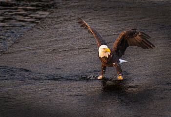 A Bald Eagle catching fish on a spillway