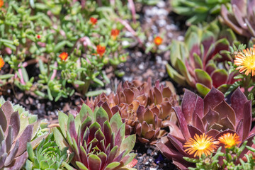 Detail of  a sunny garden with purple and yellow succulent plants.