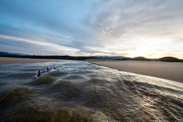 Orcas swimming in a pristine estuary
