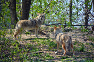 Naklejka na ściany i meble The coyote, also known as the American jackal, brush wolf, or the prairie wolf, is a species of canine found throughout North and Central America