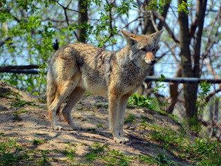Obraz premium The coyote, also known as the American jackal, brush wolf, or the prairie wolf, is a species of canine found throughout North and Central America