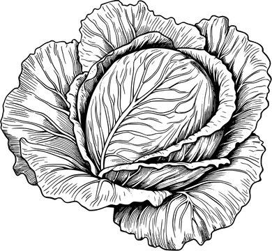 Food Ingredients Cabbage Vintage Outline Icon In Hand-drawn Style