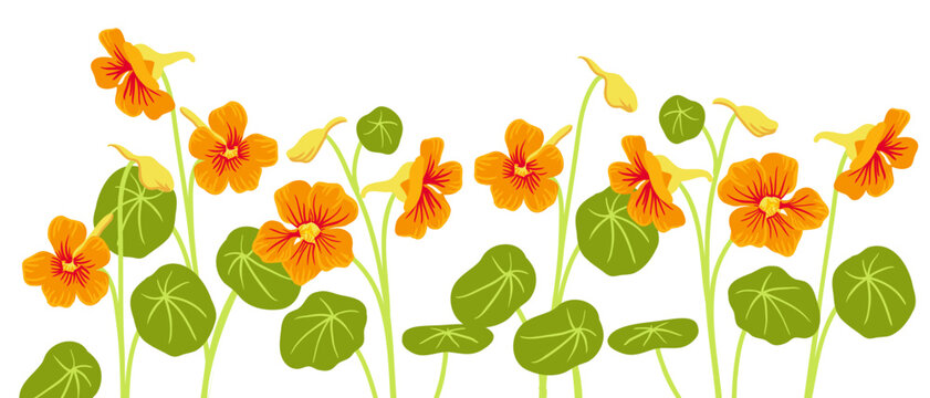 nasturtium, vector drawing flowers at white background, hand drawn botanical illustration