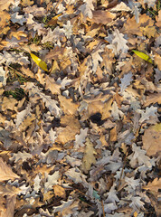 Orange, brown and yellow fallen oak leaves in the sunlight.