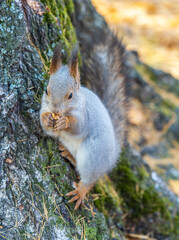 The squirrel with nut sits on tree in the autumn. Eurasian red squirrel, Sciurus vulgaris.