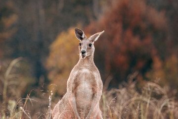 Kangaroo in the wild Eastern Grey Nature concept Autumn