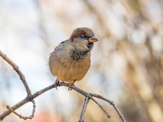 Sparrow sits on a branch without leaves.