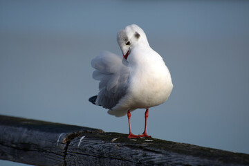 ゆりかもめ　都鳥