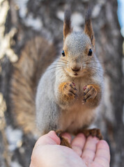 Fototapeta premium A squirrel in the autumn eats nuts from a human hand. Eurasian red squirrel, Sciurus vulgaris
