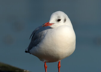 ゆりかもめ　都鳥