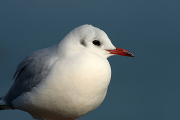 ゆりかもめ　都鳥