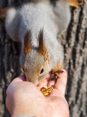 A squirrel in the autumn eats nuts from a human hand. Eurasian red squirrel, Sciurus vulgaris