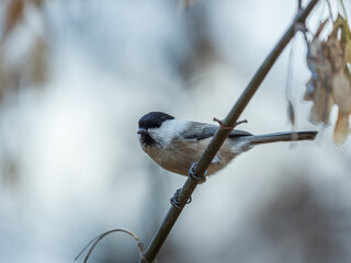Cute bird The willow tit, song bird sitting on a branch with bright green background. The willow tit, lat. Poecile montanus.