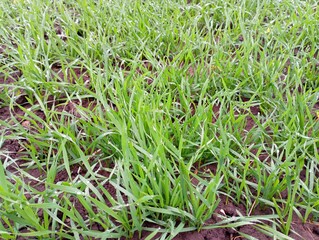 Field sown with wheat. Green shoots of winter wheat sprouted on the ground. The texture of plants after the rain, on which water drops lingered.