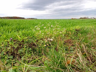Beautiful European landscape. Autumn in the fields with fallow wheat. Endless sky with small clouds...