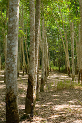 Rubber tree plantation in province jambi of indonesia . stock photo