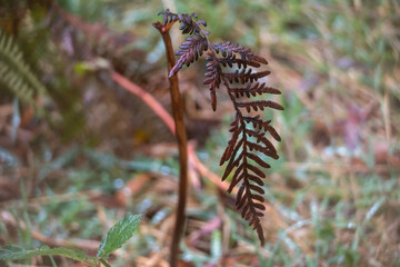 Fern with dead leaves 