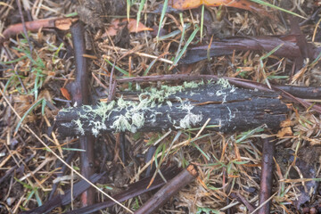 A piece of bark in the forest with lichen on it 