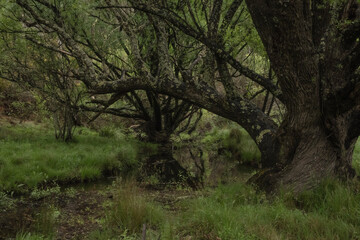 Willow trees by river in Australia 