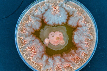 colonies of bacteria and microorganisms on the surface of agar and wind during microbiological...
