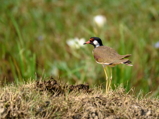 The red-wattled lapwing (Vanellus indicus) is an Asian lapwing or large plover, a wader in the family Charadriidae.
