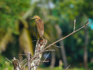 A Pond Herons(Ardeola) sitting on a branch .