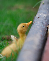 duck in the grass 4