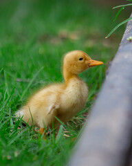 duck in the grass 3