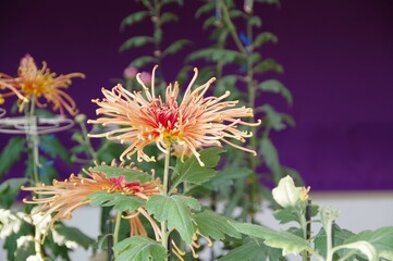 オレンジ色の菊