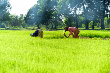 Two woman Asian rice farmer working and kick off the ground at green rice field in rainy...