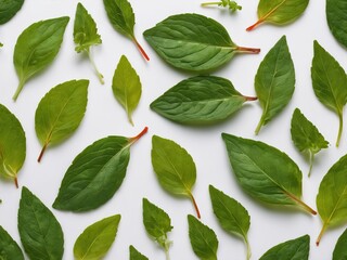 Fresh basil leaves pattern on white background, Space for copy