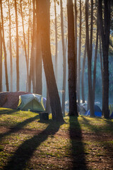 Camping and tent under the pine forest in sunset at Pang-ung, pine forest park , Mae Hong Son, North of Thailand