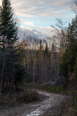 Late Autumn in the woods in south Quebec, Canada
