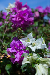 flowers in the garden