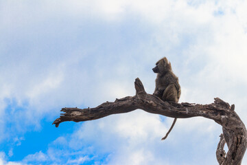 Olive baboon (Papio anubis), also called the Anubis baboon, sitting on a dried tree in Serengeti National Park in Tanzania