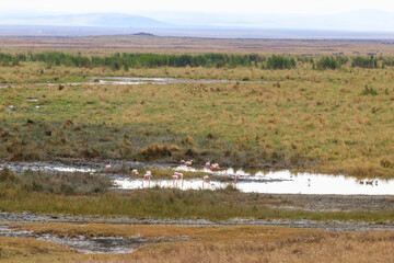 Lesser flamingo (Phoeniconaias minor) in Ngorongoro crater national park in Tanzania. Wildlife of...