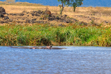 Group of hippos (Hippopotamus amphibius) in a lake in Ngorongoro Crater national park, Tanzania