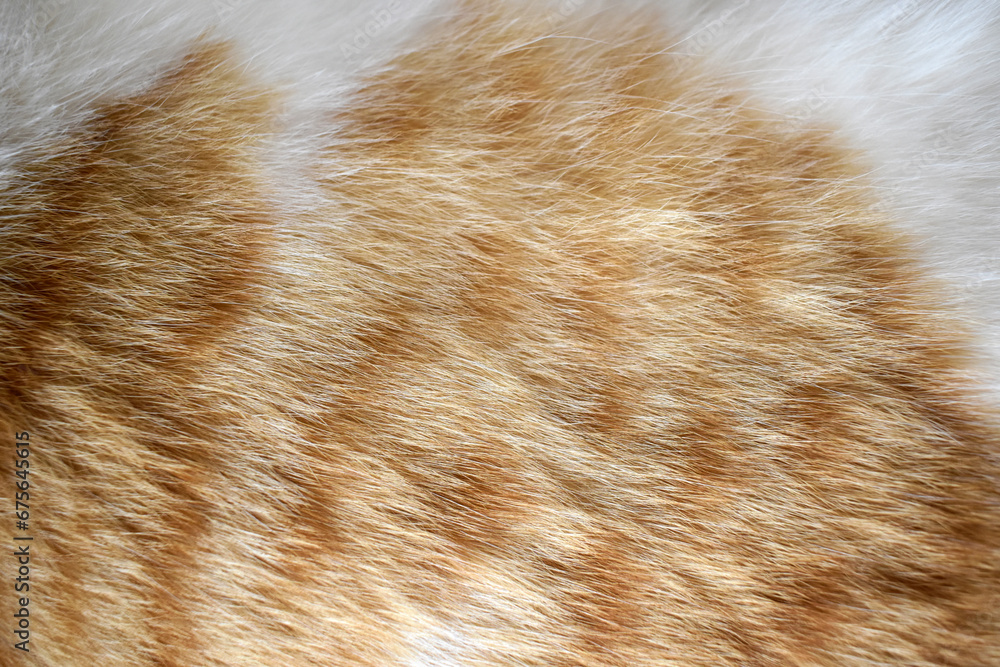 Sticker cat fur texture background. ginger and white cat fur texture.