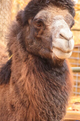 Large brown humped camel on a paddock farm