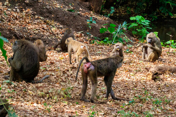 Group of olive baboons (Papio anubis), also called the Anubis baboons, in Lake Manyara National...