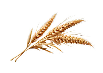 An ear of wheat, png element with transparent background 