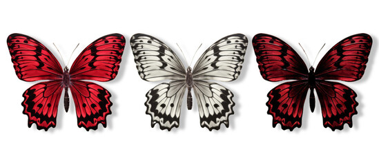 A Trio of Vibrant Butterflies in Red and Black