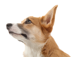 Cute Corgi dog isolated on white background