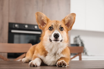 Cute Corgi dog lying on wooden table in kitchen