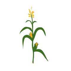 Corn illustration
