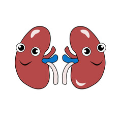 anatomy of the human body